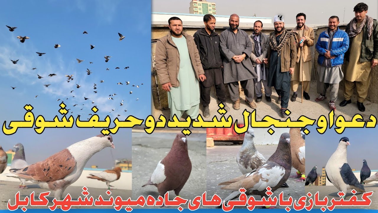 شکارچی شهر کُهنه/کفتر بازی در جاده میوند کابل/ کفتر دوان مشهور با خیل عالی/لحظات جنجالی وجالب شوق
