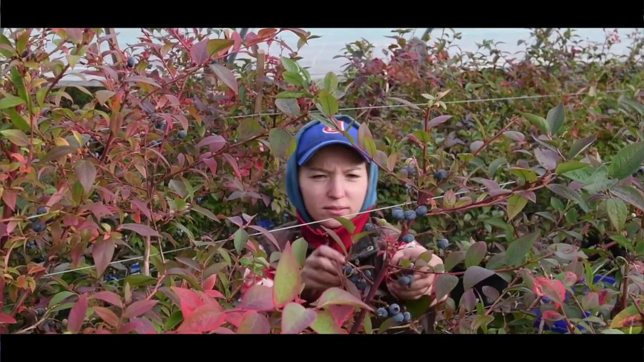 Castleton Fruit Farm