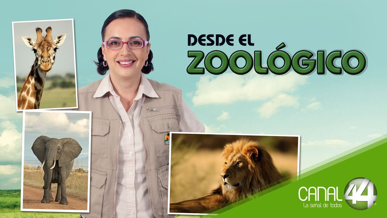 Desde el Zoológico | Trabajando con Gloria