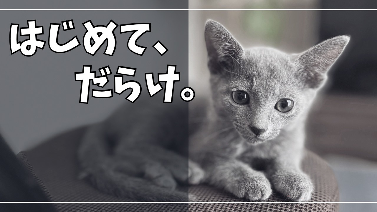 【子猫成長記録】1歳になるまでの『はじめてだらけ』｜モノクロ写真で振り返るロシアンブルーを迎えた一年