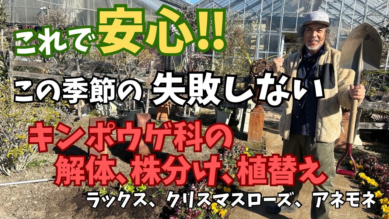 【全部見せます】寄せ植えの解体から地植えへ！お庭仕事でガーデニング初め！人気の冬花 ラナンキュラスラックス・クリスマスローズ・アネモネ・ヒューケラ・クレマチスの解体・株分け・植替え方法を一挙教えます！