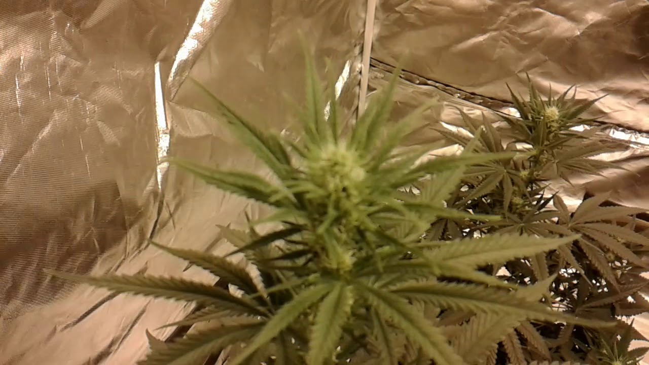 ORIGINAL GRAND DADDY PURPLE ORGANIC MARIJUANA GROW. WEEK 2