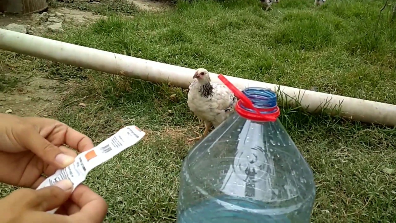 Toyuqlara ve cücelere aspirinli su verdim