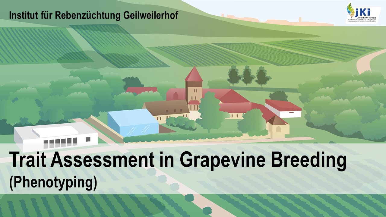 Trait Assessment in Grapevine Breeding (Phenotyping)