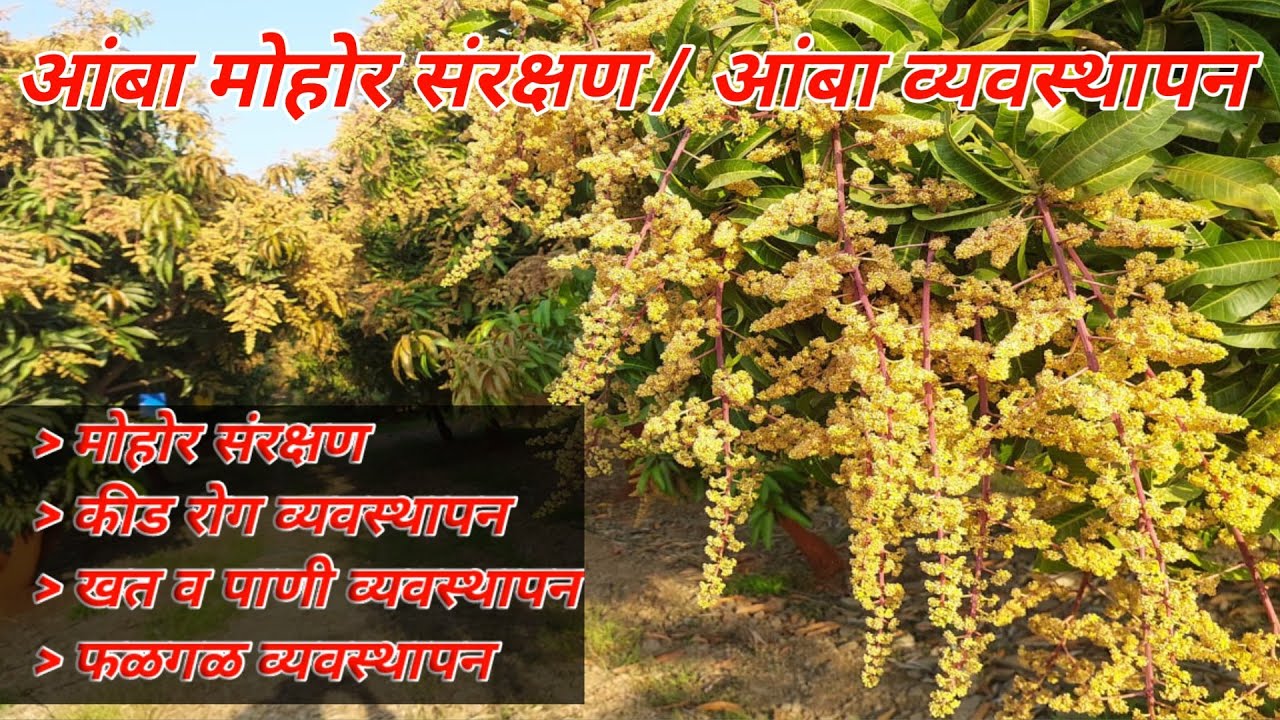 आंबा मोहोर संरक्षण / व्यवस्थापन / Mohor Sanrakshan Ani Vyavsthapan #kesar #agriculture #indianfarmer