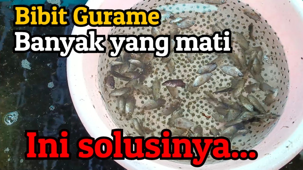 BIBIT GURAME BANYAK YANG MATI, INI SOLUSINYA...