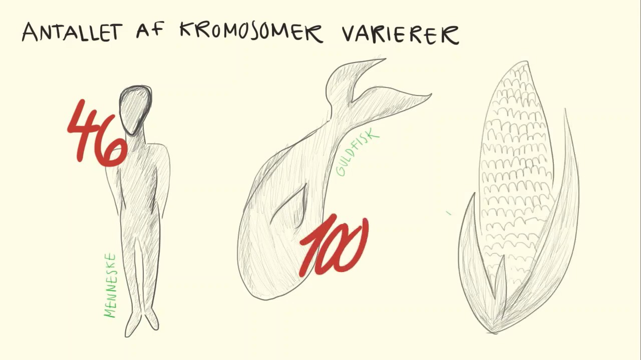 Genetik og molekylærbiologi - DNA, Kromosomer & Gener | Biotech Academy