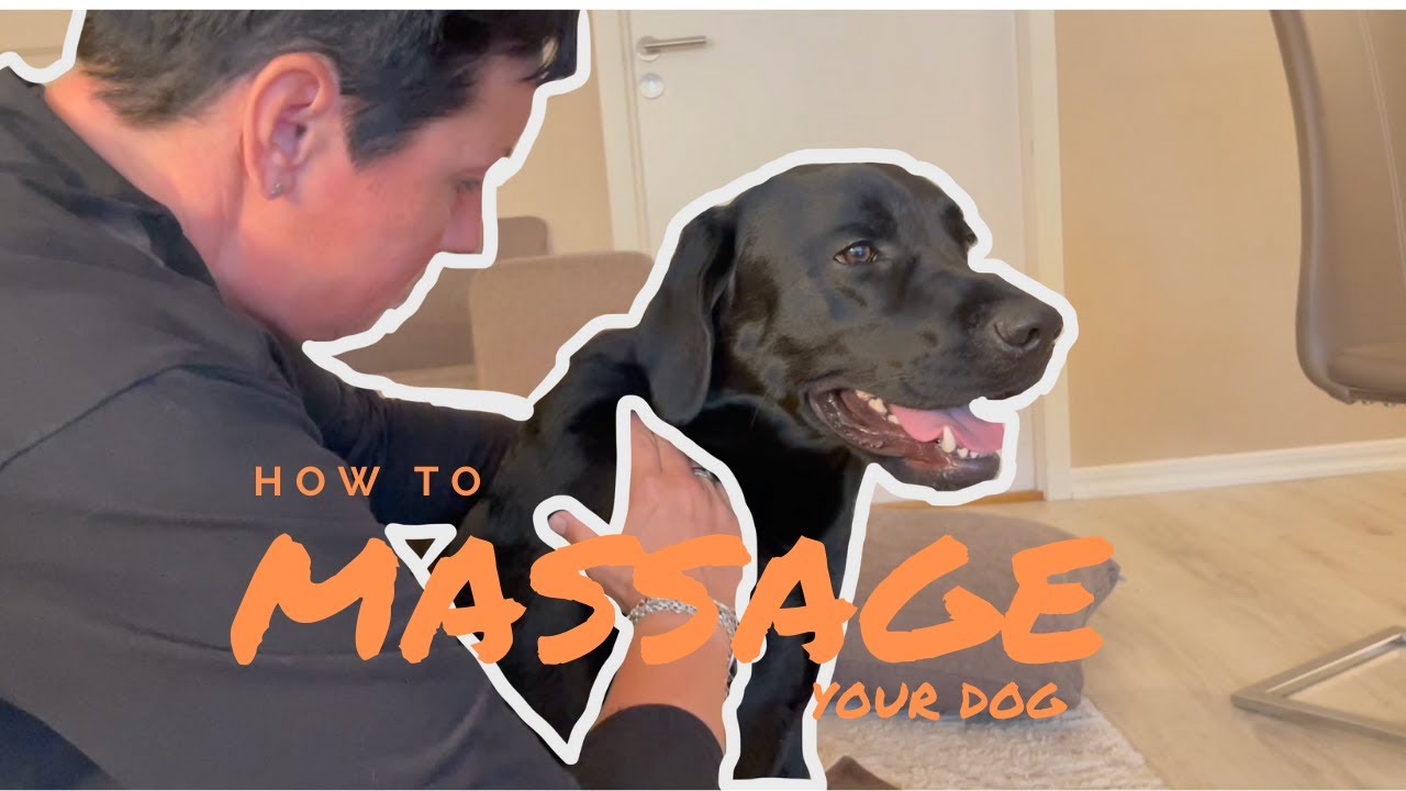 Elvis gets massage and you learn how to massage your dog