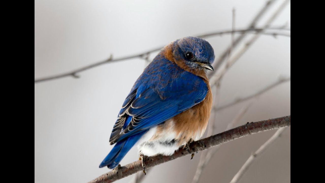 Piano & Birds in Winter  Relaxing Music for Emotional Healing
