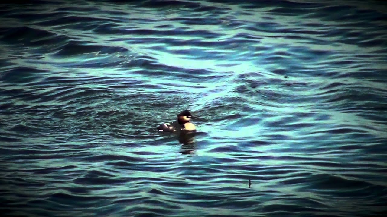 Birdwatching - Parco delta del Po