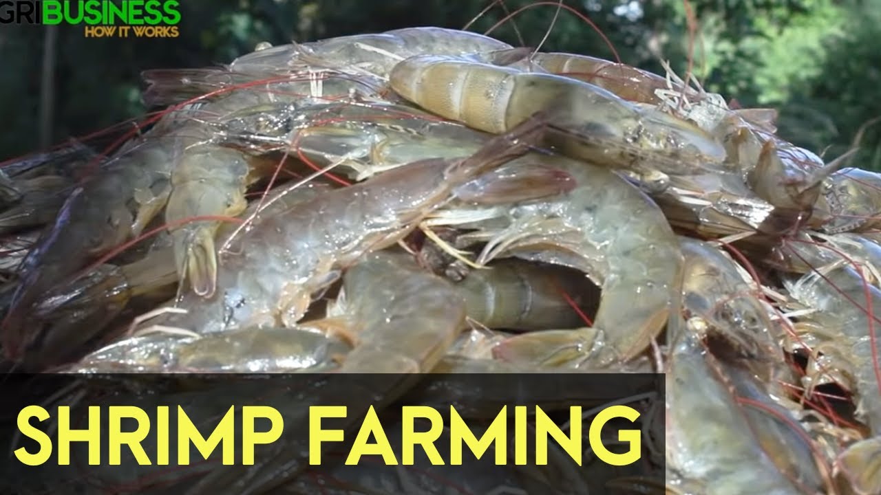 Shrimp Farming in the Philippines