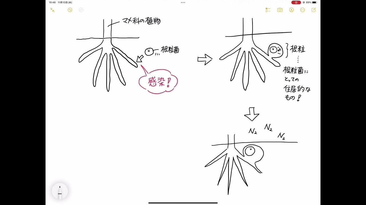 根粒菌とマメ科植物の共生で出し合っているもの！「  &acute;Д`)「