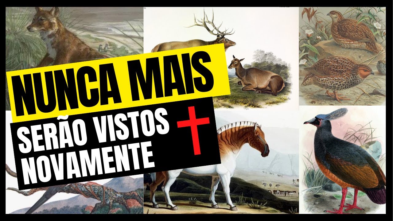 26 ANIMAIS EXTINTOS NOS ÚLTIMOS 250 ANOS #1