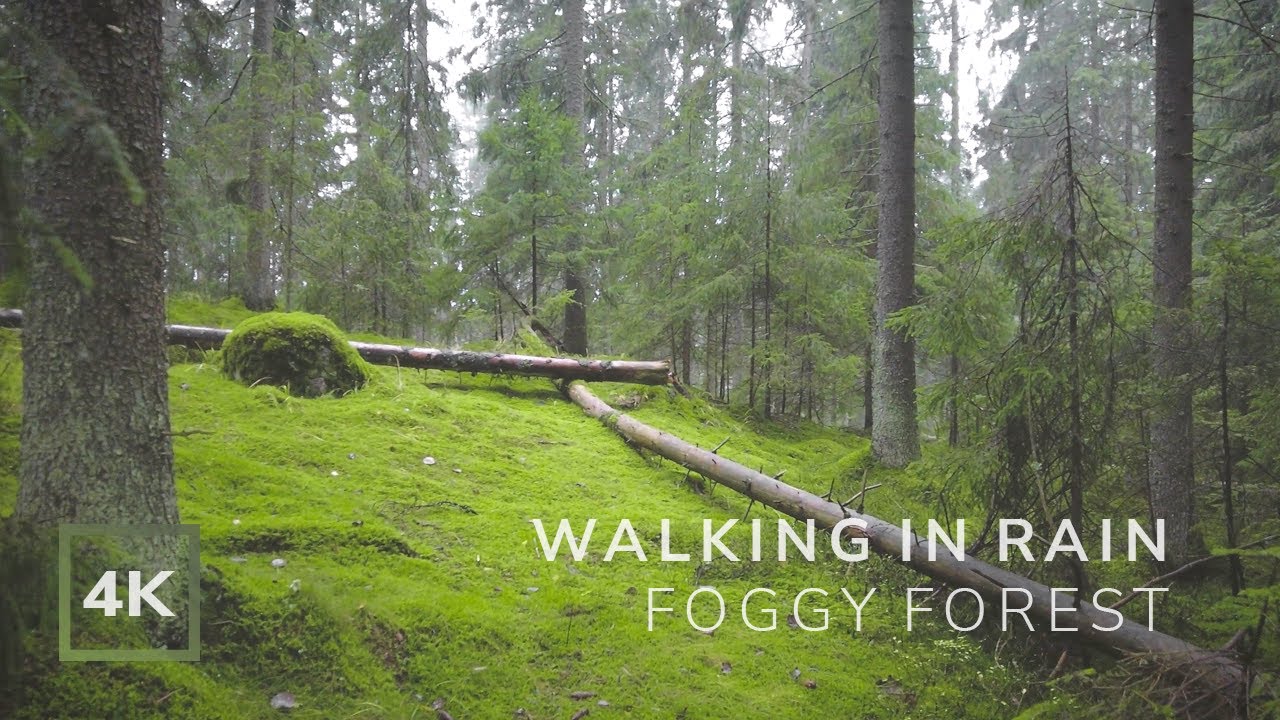 Walking in the Rain in Foggy Forest, Finland, 1 Hour Nature Sounds for Sleep and Study, 4K
