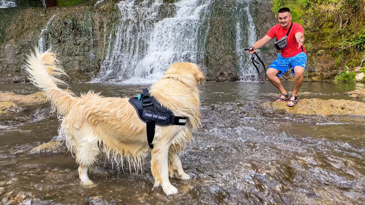 Golden Retriever First Time at the Waterfall
