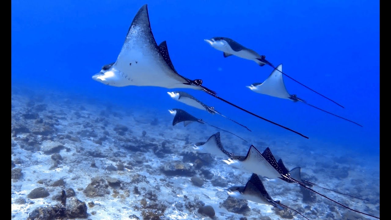 Bootstauchgänge mit Sun Siyam Diving Olhuveli im Süd-Male-Atoll 06.04. bis 21.04.2023