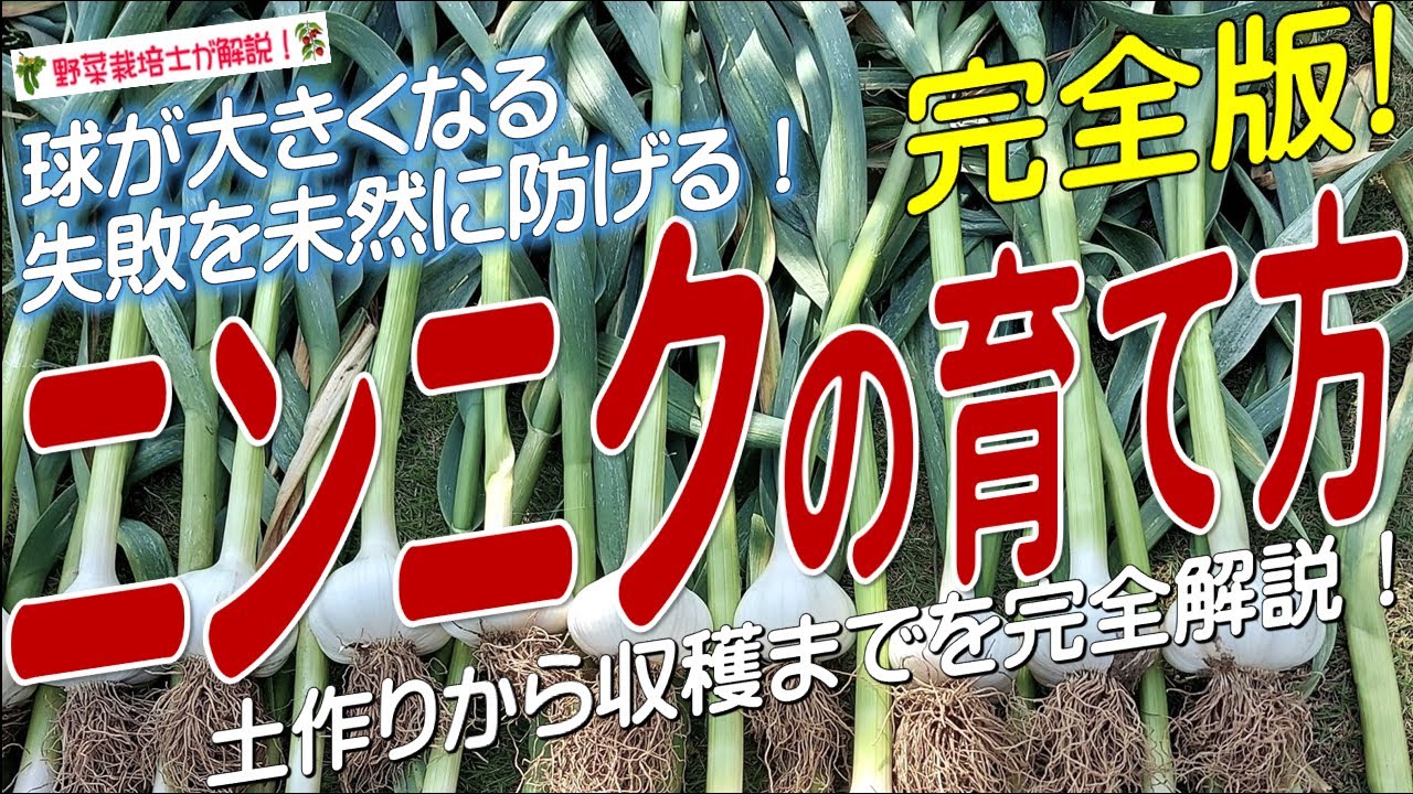 ニンニクの上手な育て方（種まきから収穫まで完全解説）にんにく栽培のコツとポイントが分かる！