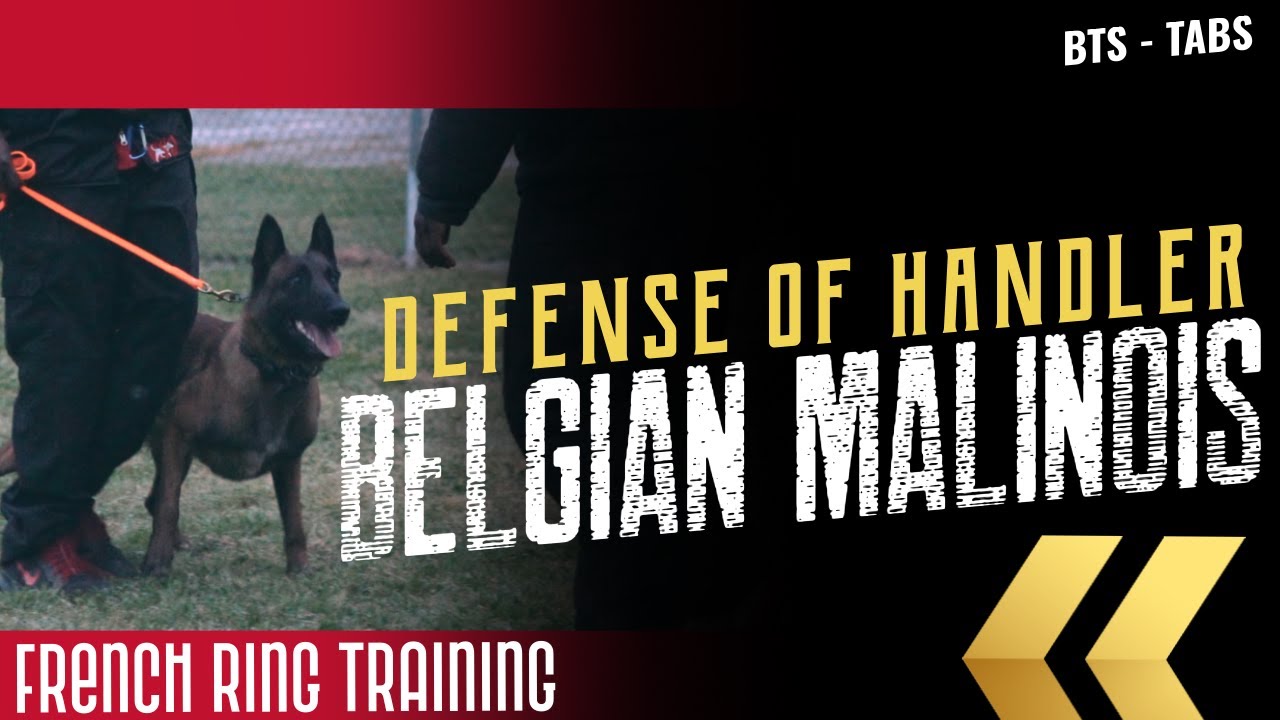 Behind The Stick - TABS - Defense of Handler - Preliminary Training with an Intense Belgian Malinois