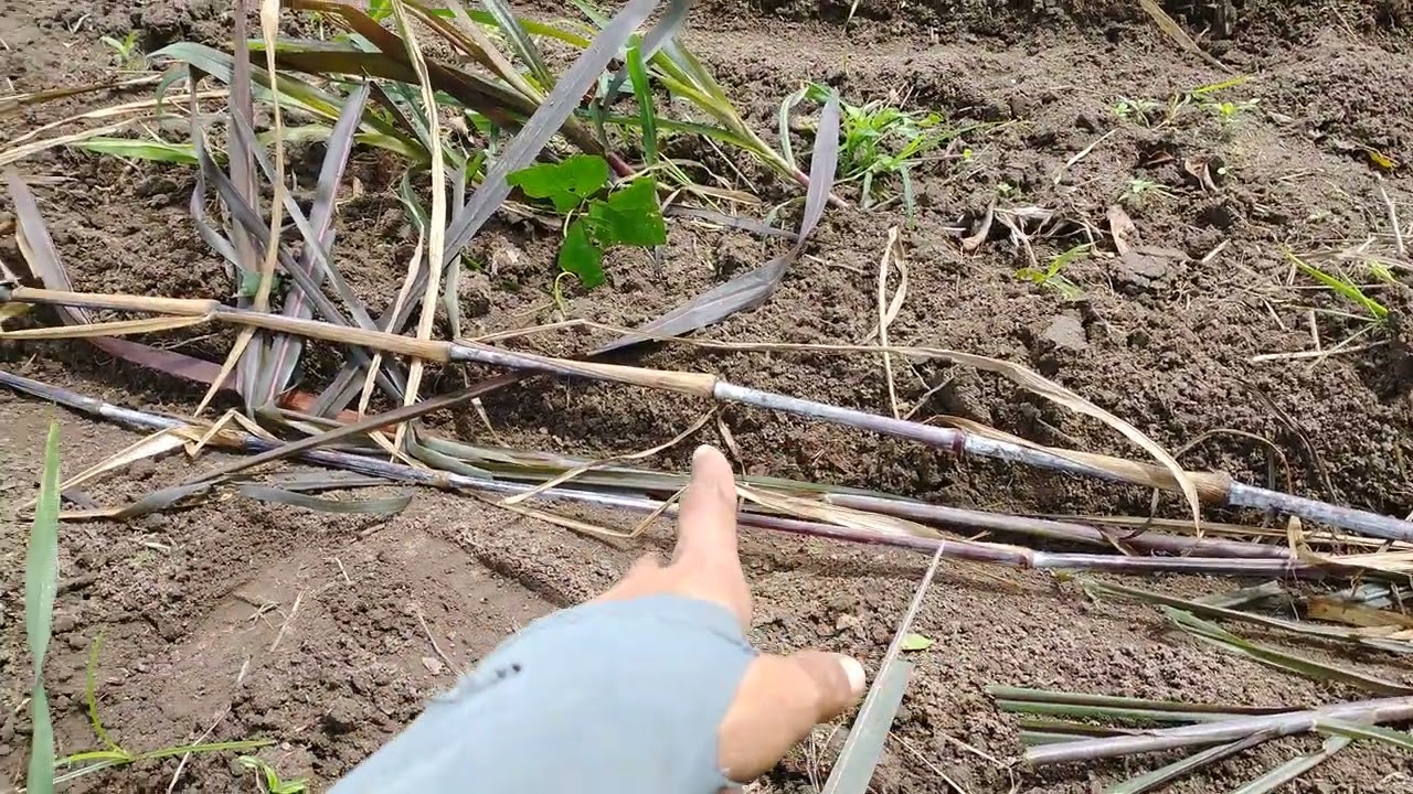 Como plantar capim elefante, simples, prático, rápido e 100% funcional.