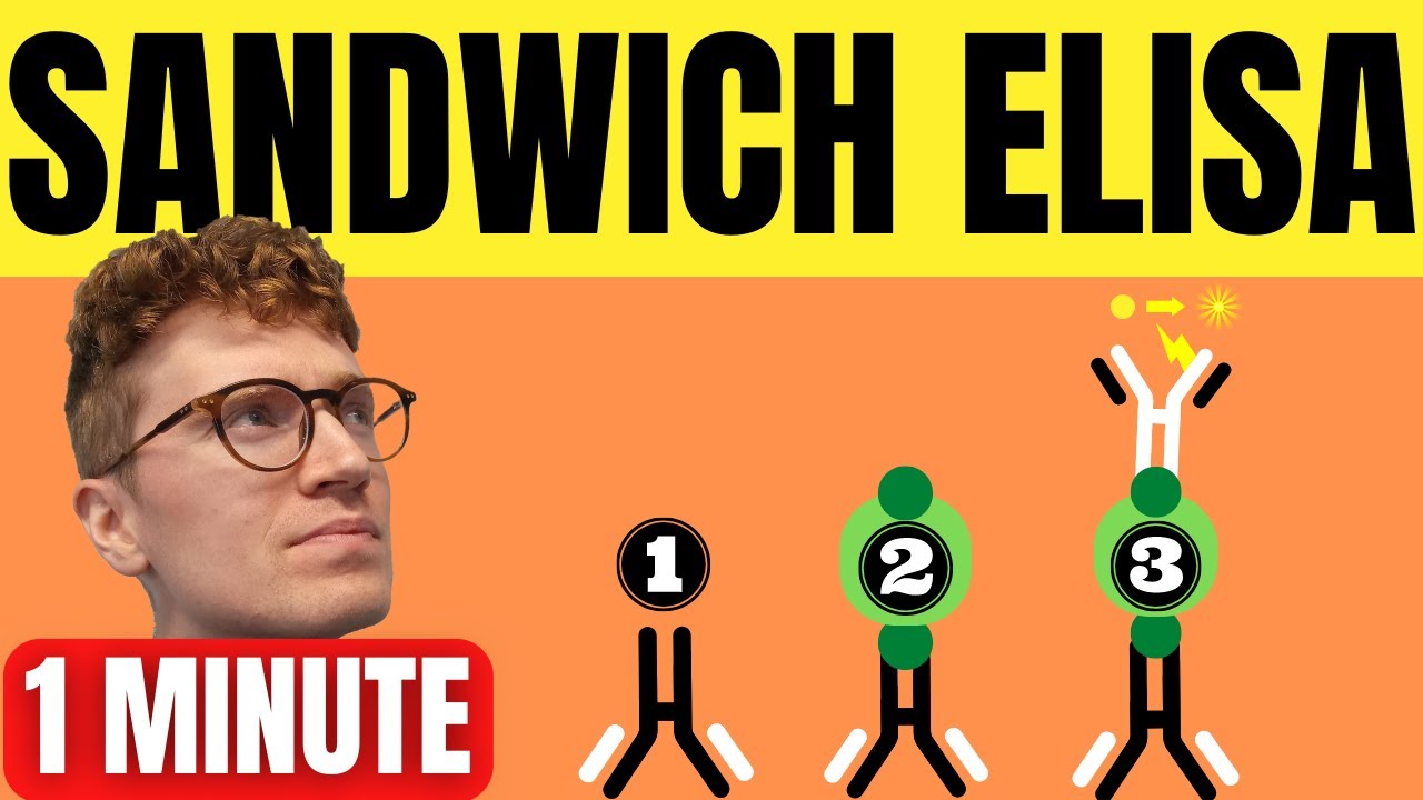 SANDWICH ELISA EXPLAINED IN 1 MINUTE