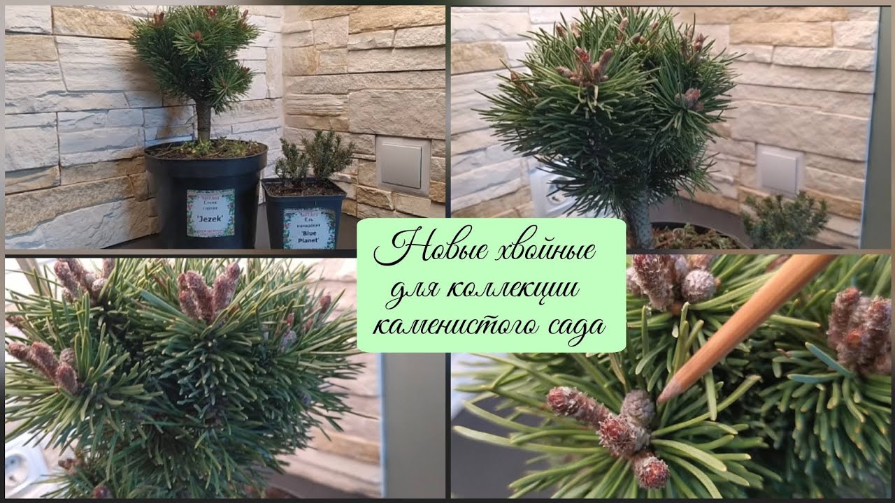 Новые хвойные для коллекции каменистого сада.