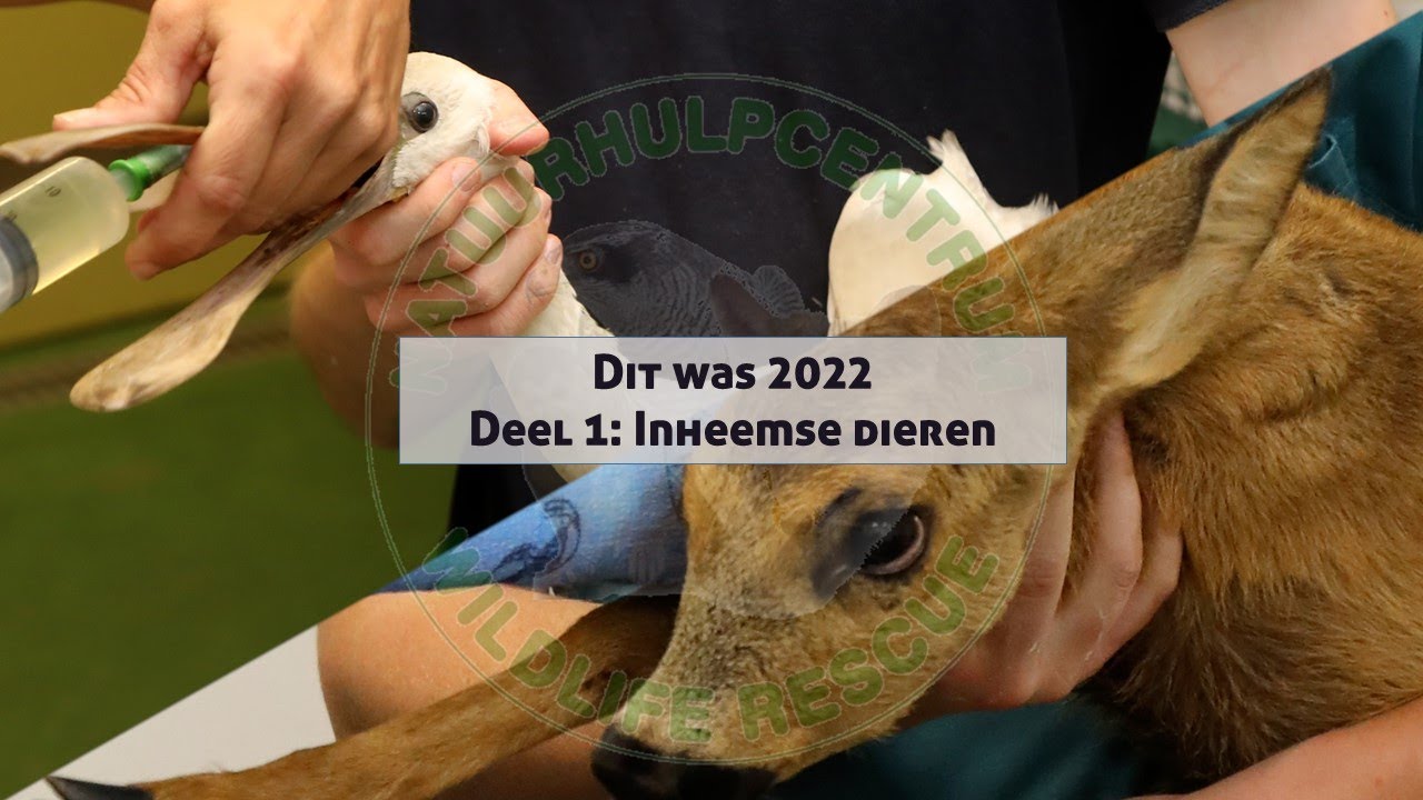 Natuurhulpcentrum - Dit was 2022: Inheemse dieren