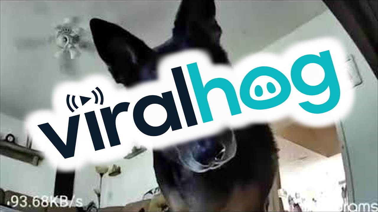 German Shepherd Covers Camera With Stuffed Animal || ViralHog