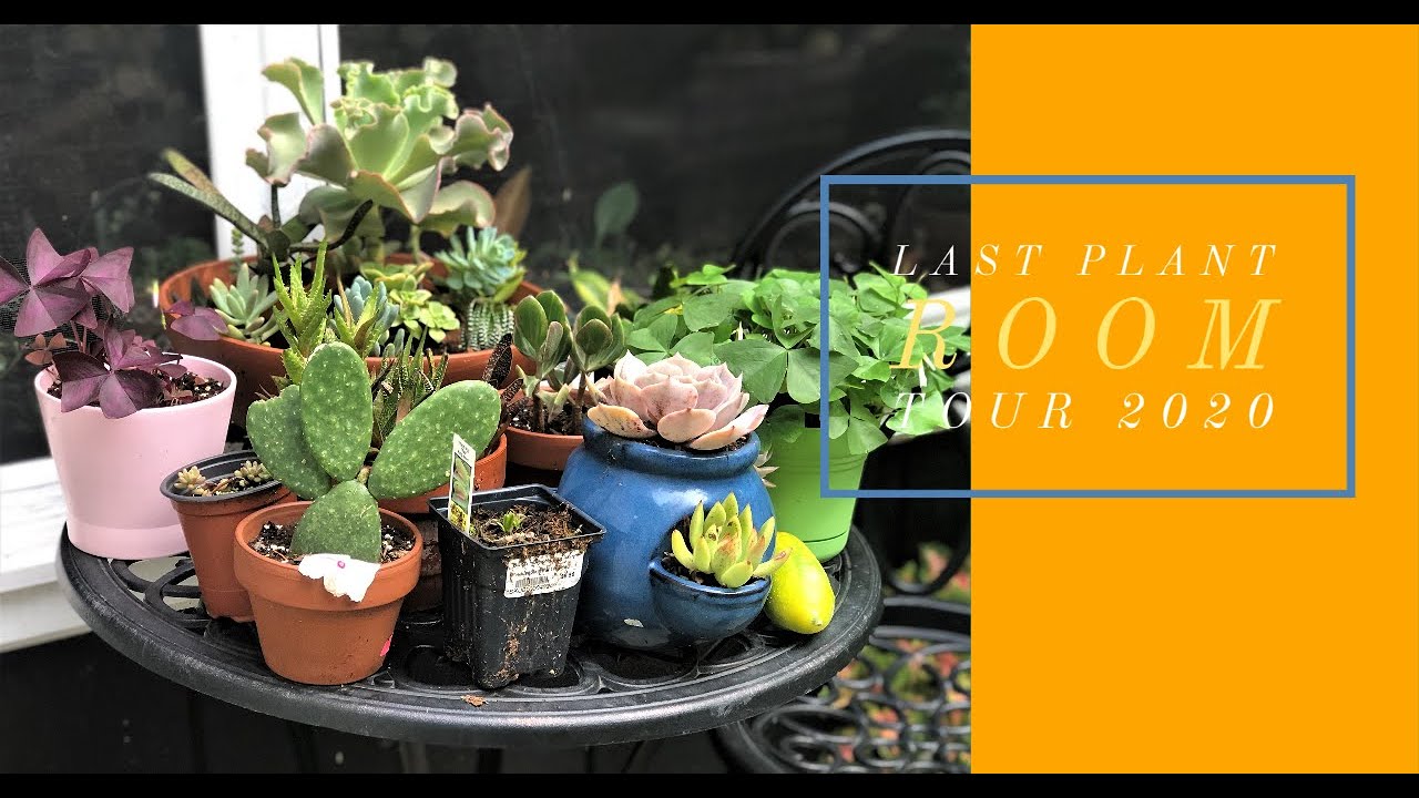 LAST PLANT ROOM TOUR | 2020 | HOUSE PLANTS | THE THRIFTED PLANTER