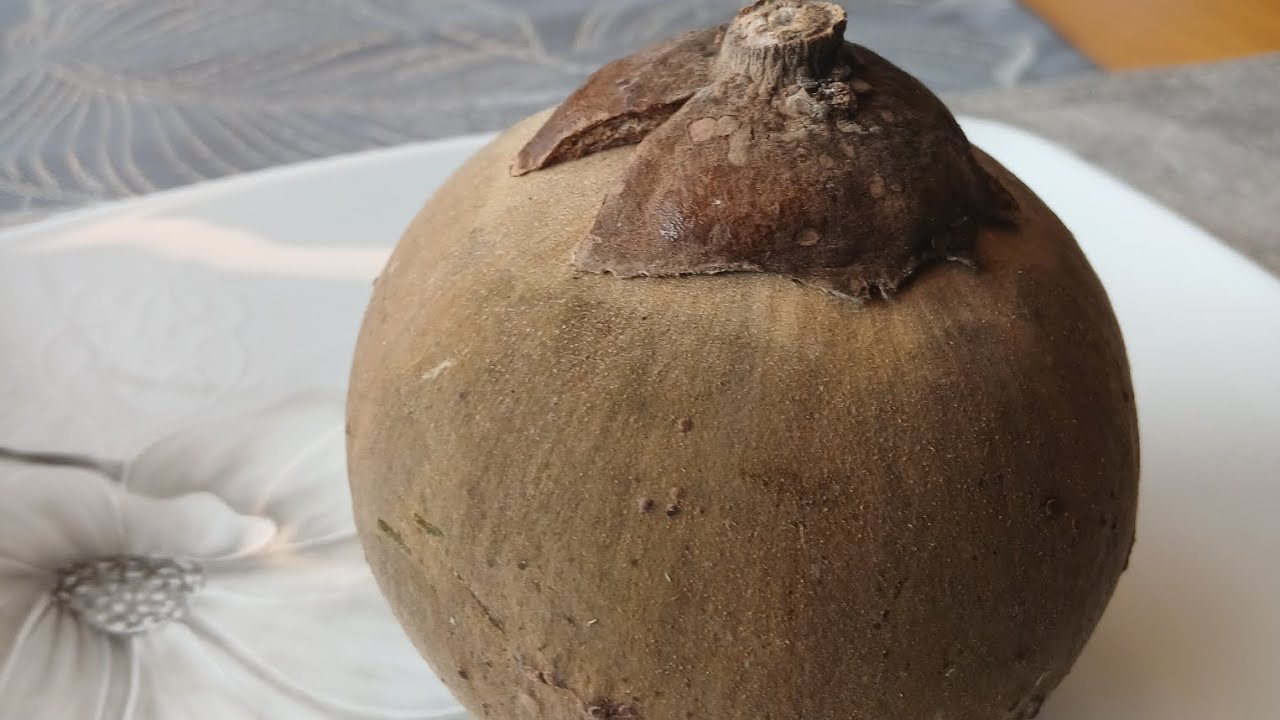 Chupa chupa (Matisia cordata)