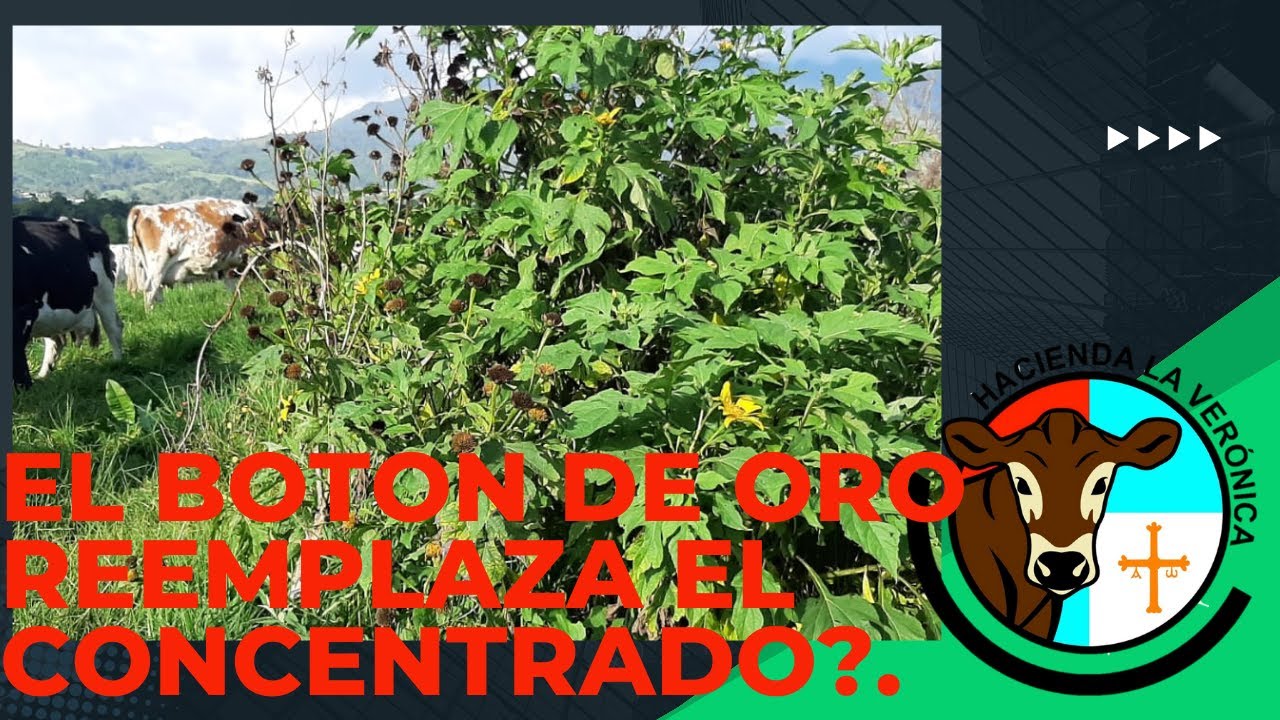 PUEDO USAR EL BOTON DE ORO PARA REEMPLAZAR EL CONCENTRADO?