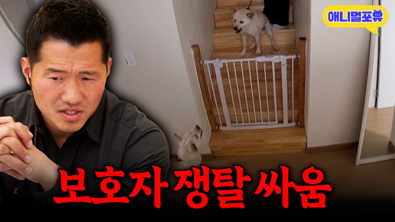[레전드 풀버전] '싸움을 조장한 거예요' 보기만 해도 싸우는 진돗개 자매.. 싸움의 원인은 보호자?ㅣKBS 개는 훌륭하다 200511 방송