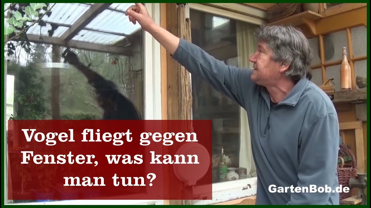 Vogel fliegt gegen Fenster, was tun?
