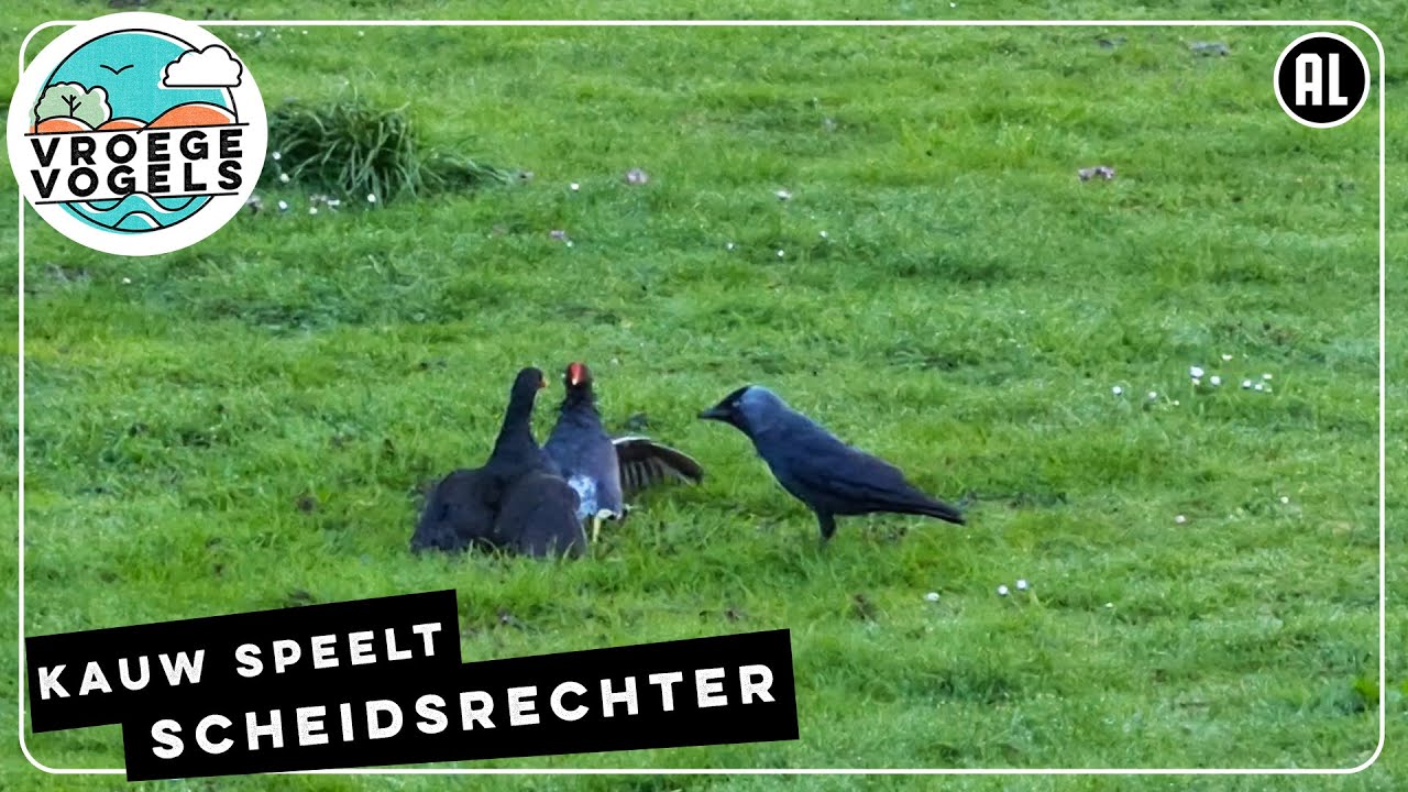 Kauw speelt scheidsrechter bij knokkende waterhoenen | Zelf Geschoten | Vroege Vogels