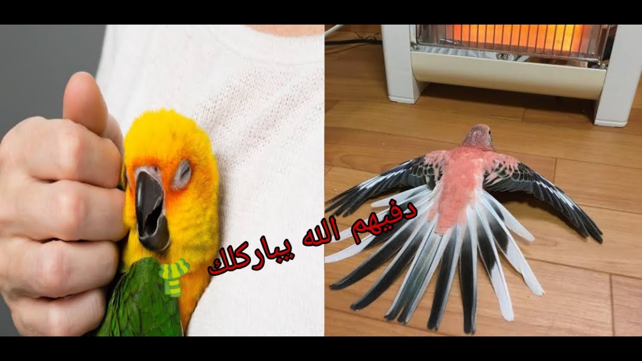 طريقة حماية الببغاوات من برد الشتاء