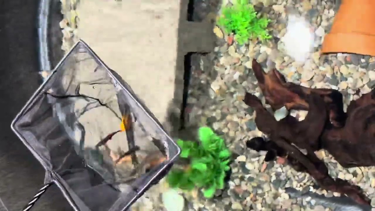This Tote Is Turning Into an Aquarium 😳 Day 4 #DINOSAUR #Shark #rainbow #diyaquarium #fyp #viral 