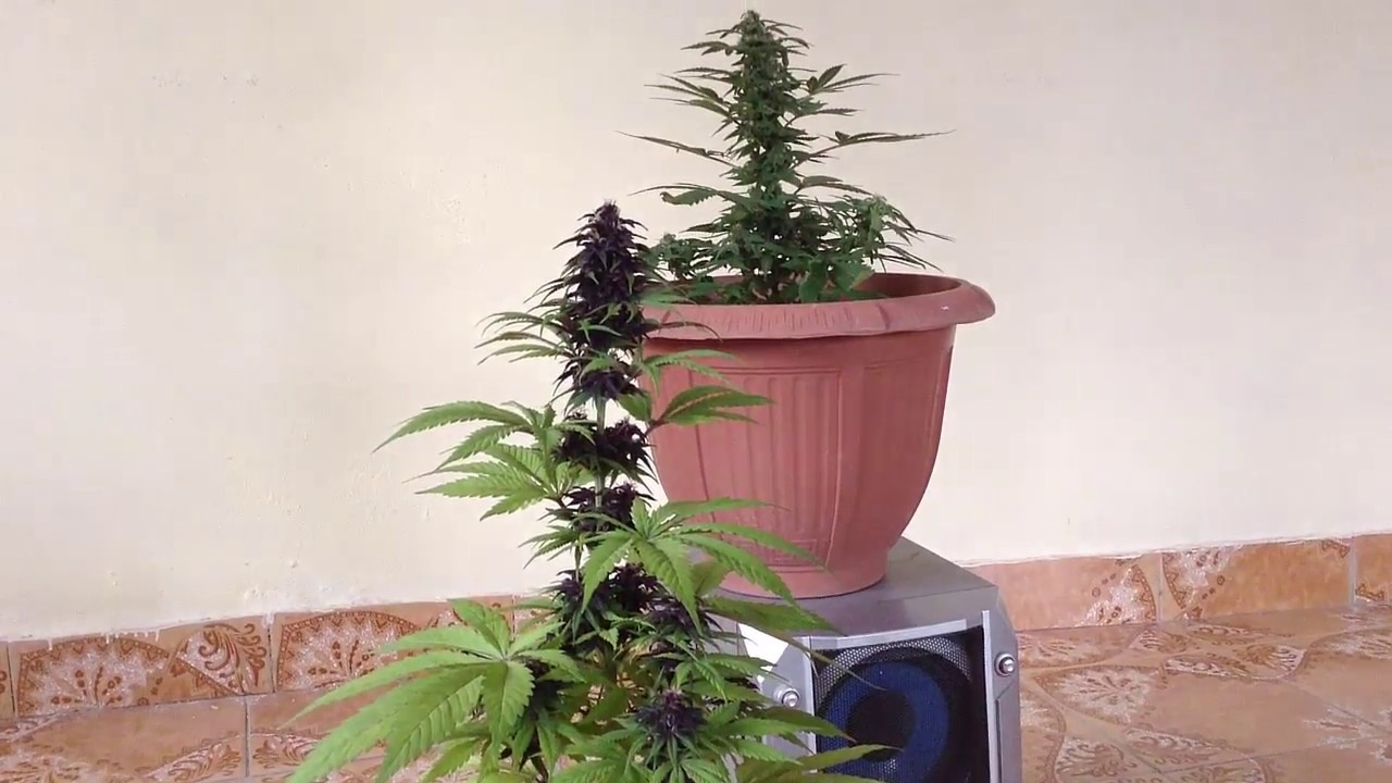 Problemas de cultivar cannabis fuera de temporada - El tama&ntilde;o