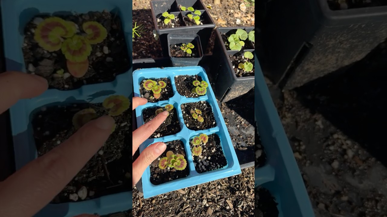 Growing Geranium and 