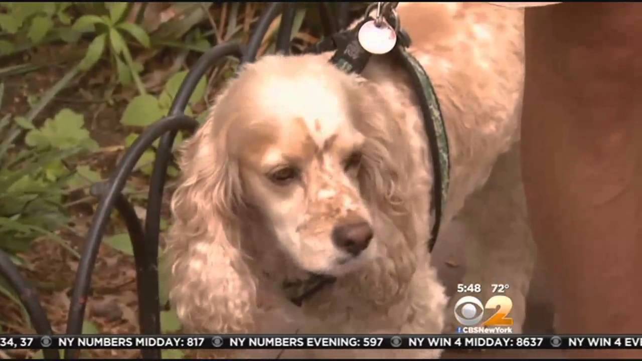 Keeping Your Pets Safe In The Summer Sun
