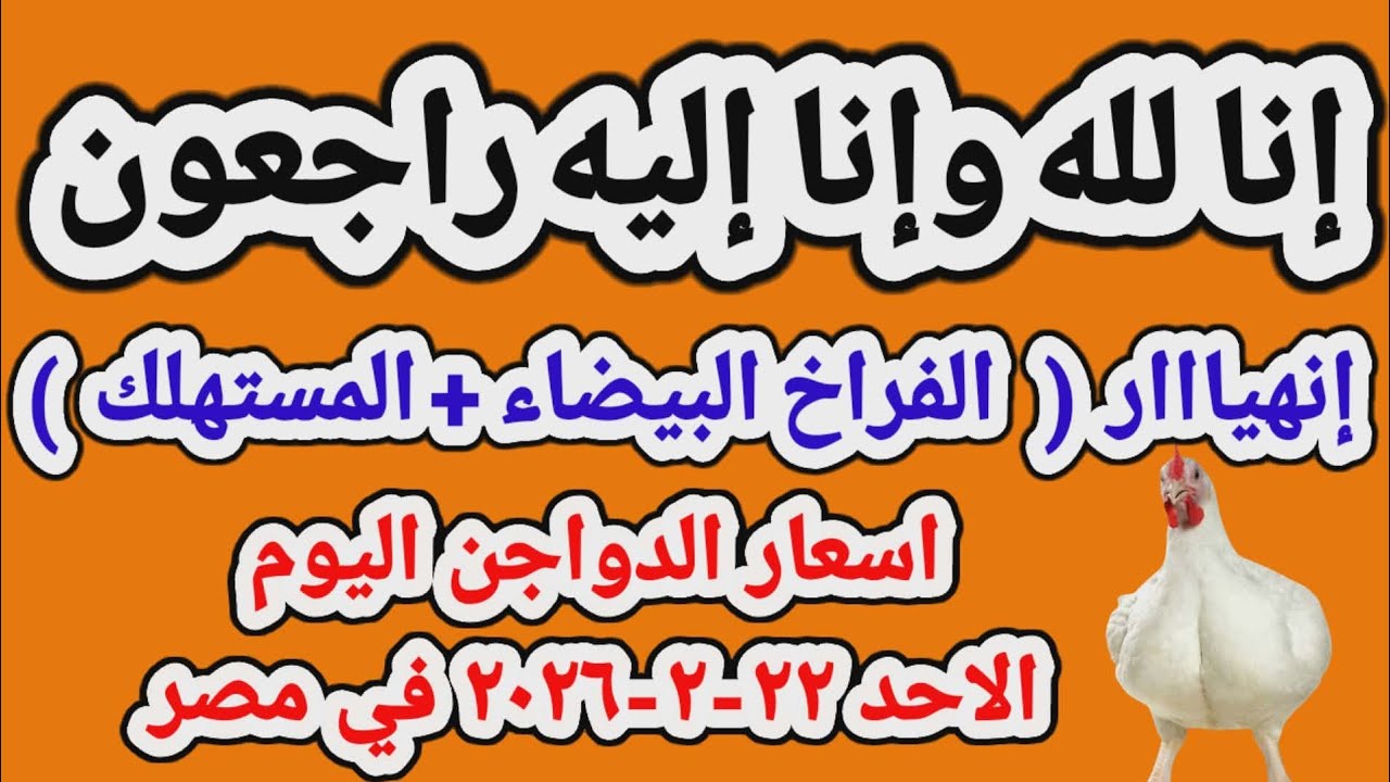 اسعار الفراخ البيضاء اليوم/ سعر الفراخ البيضاء اليوم الاحد ٢٢-٢-٢٠٢٦ في مصر