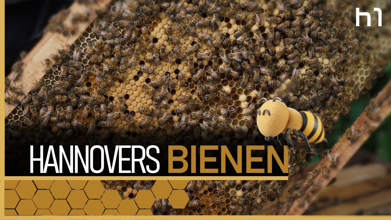 Waben, Wissen, Wandel – Eine Reise zu Hannovers Bienen