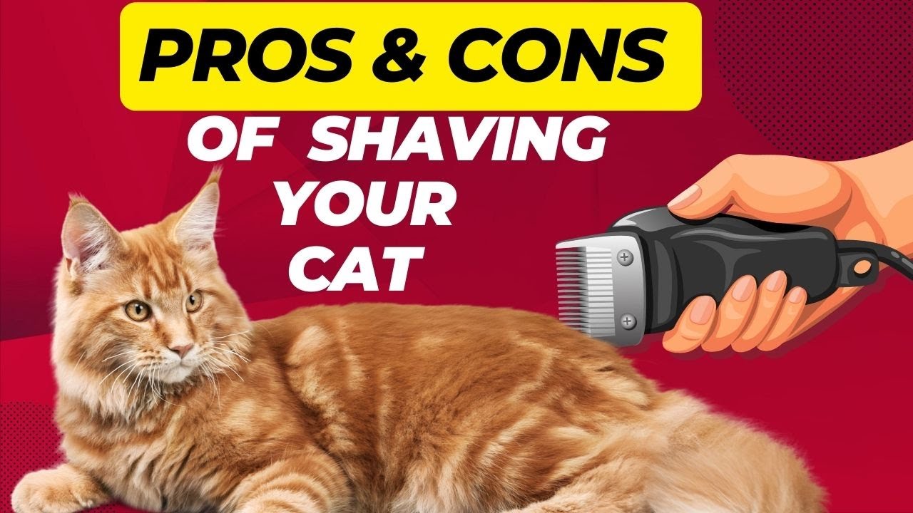 Should You Shave Your Cat?  Pros, Cons, and Recommendations