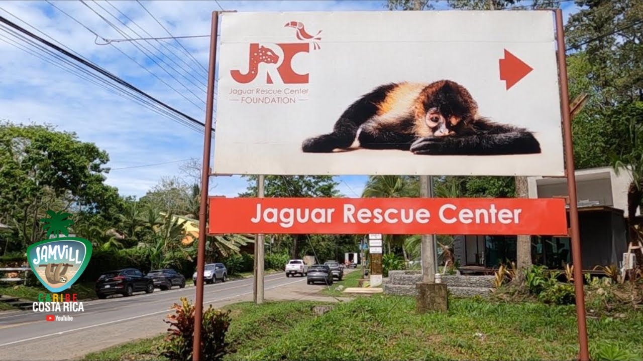JAGUAR RESCUE CENTER | Este SÍ es un centro de rescate animal! ... This is a real Rescue Center!