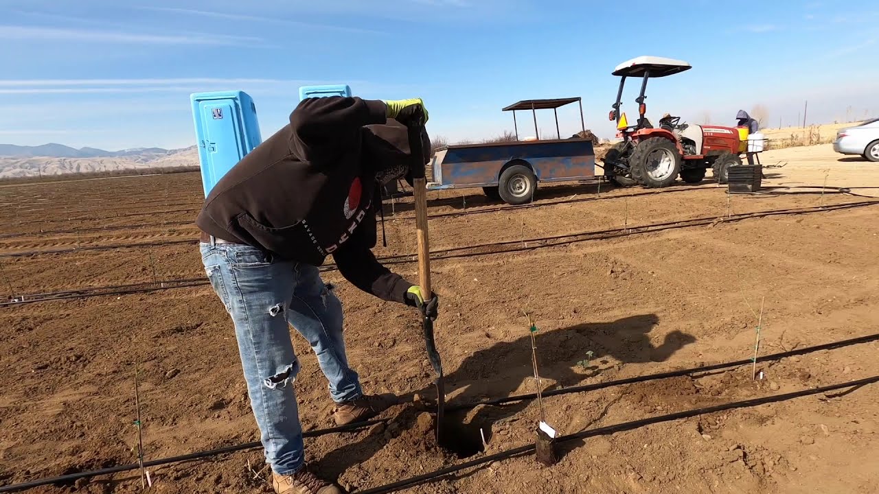 Plantando Almendros En California | Trabajando En California #8