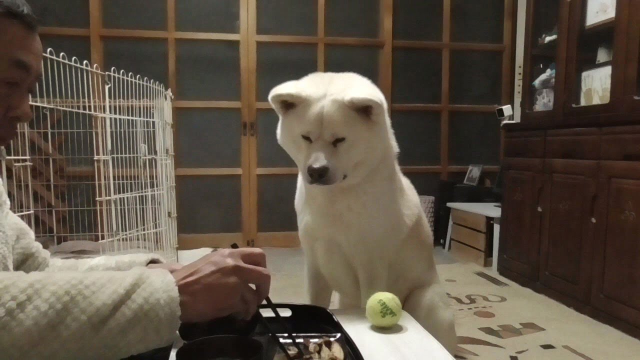 【秋田犬ゆうき】我家の夕食は最初から最後まで監視されているので全くもって落ち着かない【akita dog】