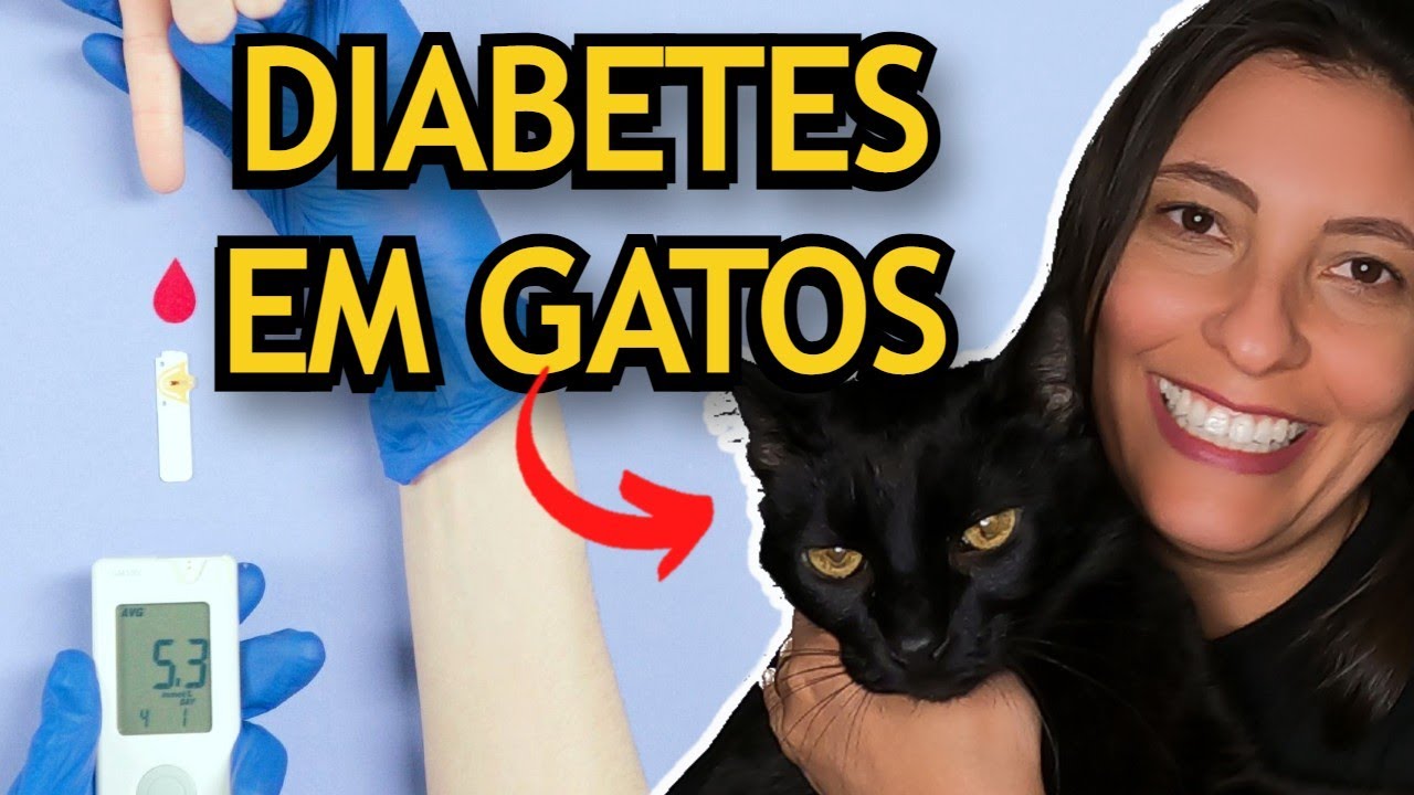 DIABETES FELINA: COMO MEDIR A GLICEMIA E  RESULTADO DE 1 ANO DE TRATAMENTO | Que tal Portugal?