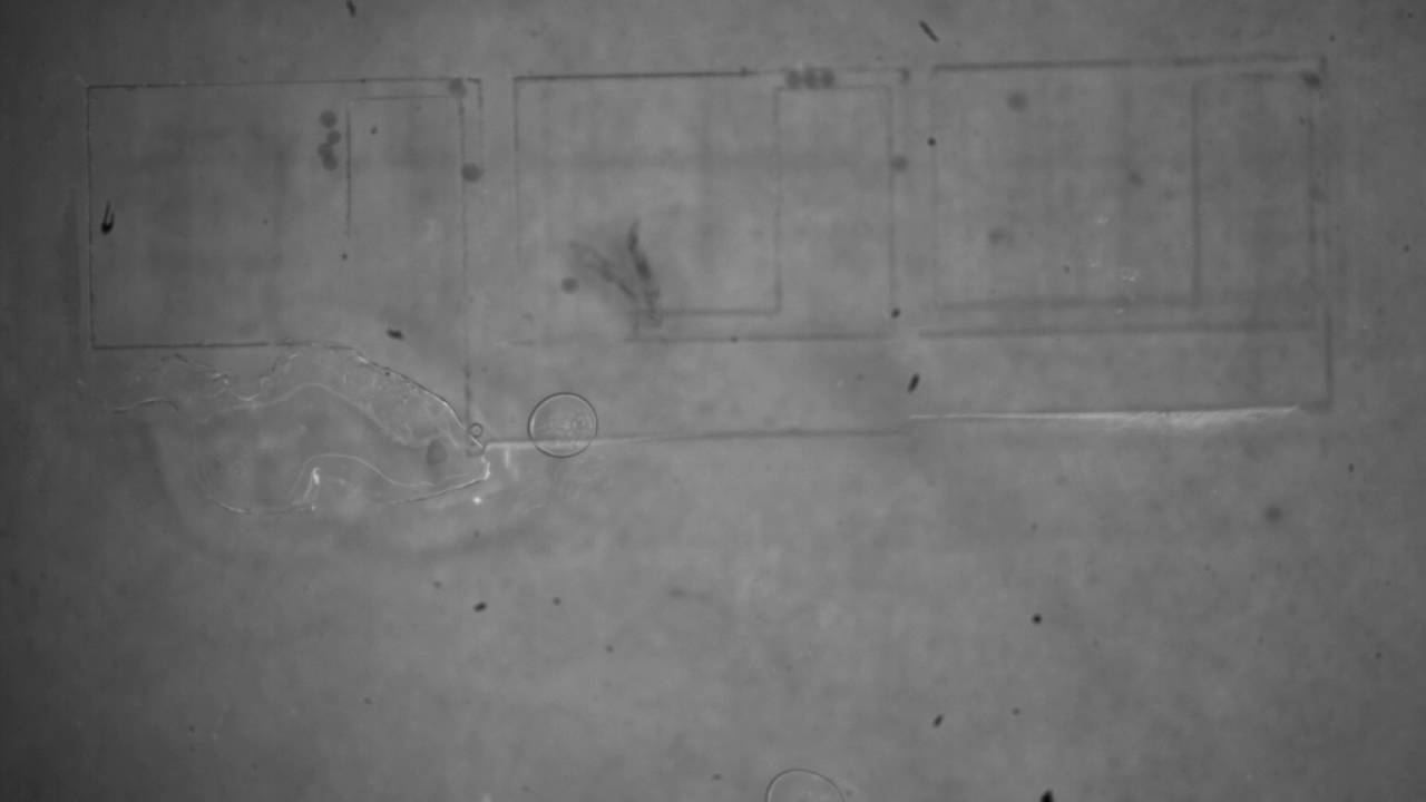 100 micron beads    slow movement