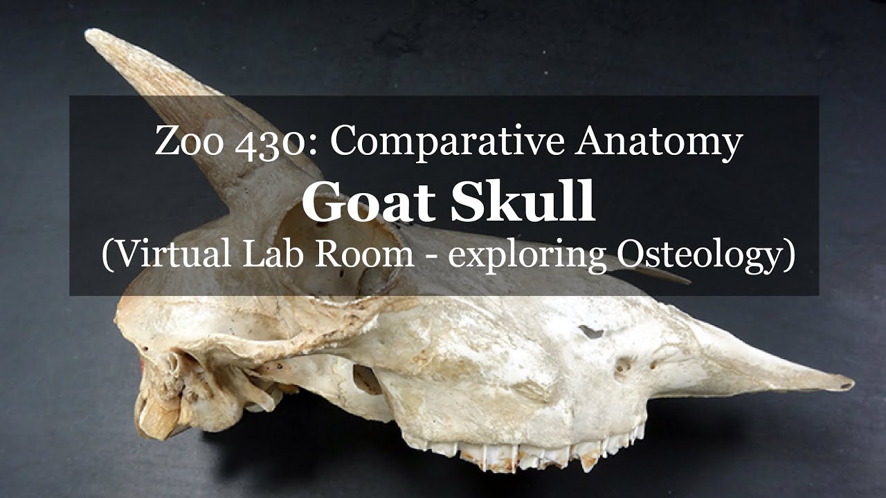 Virtual Lab Goat Skull