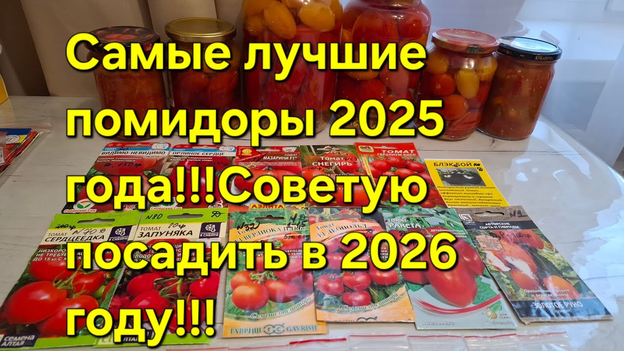 Самые вкусные и урожайные томаты 2025 года,посажу в 2026 году!!!