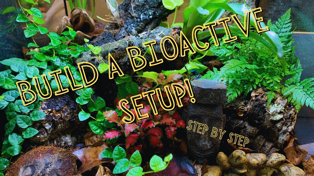 How to set up a bioactive Dart Frog Terrarium - step by step