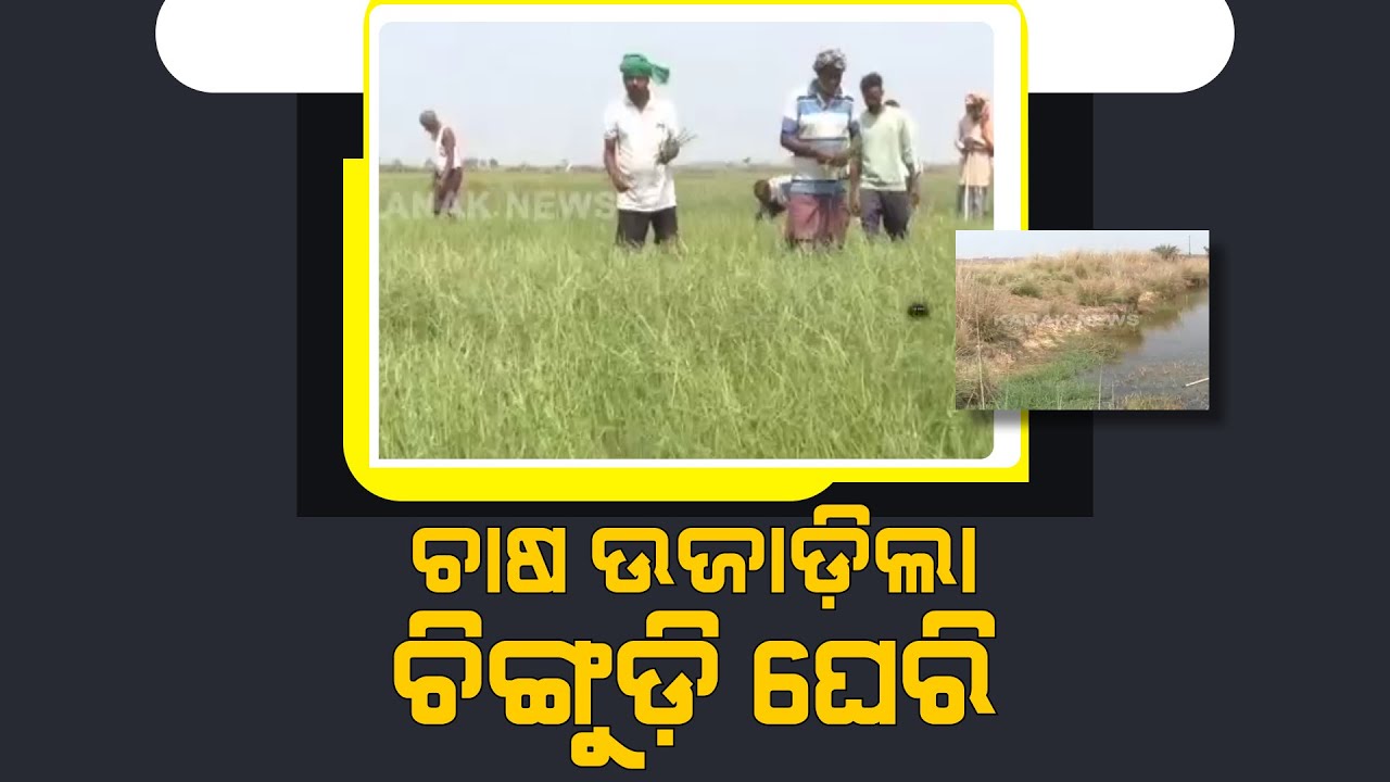 Illegal Prawn Farming Destroys Vegetative Cultivation Due To Salt Water At Kendrapara